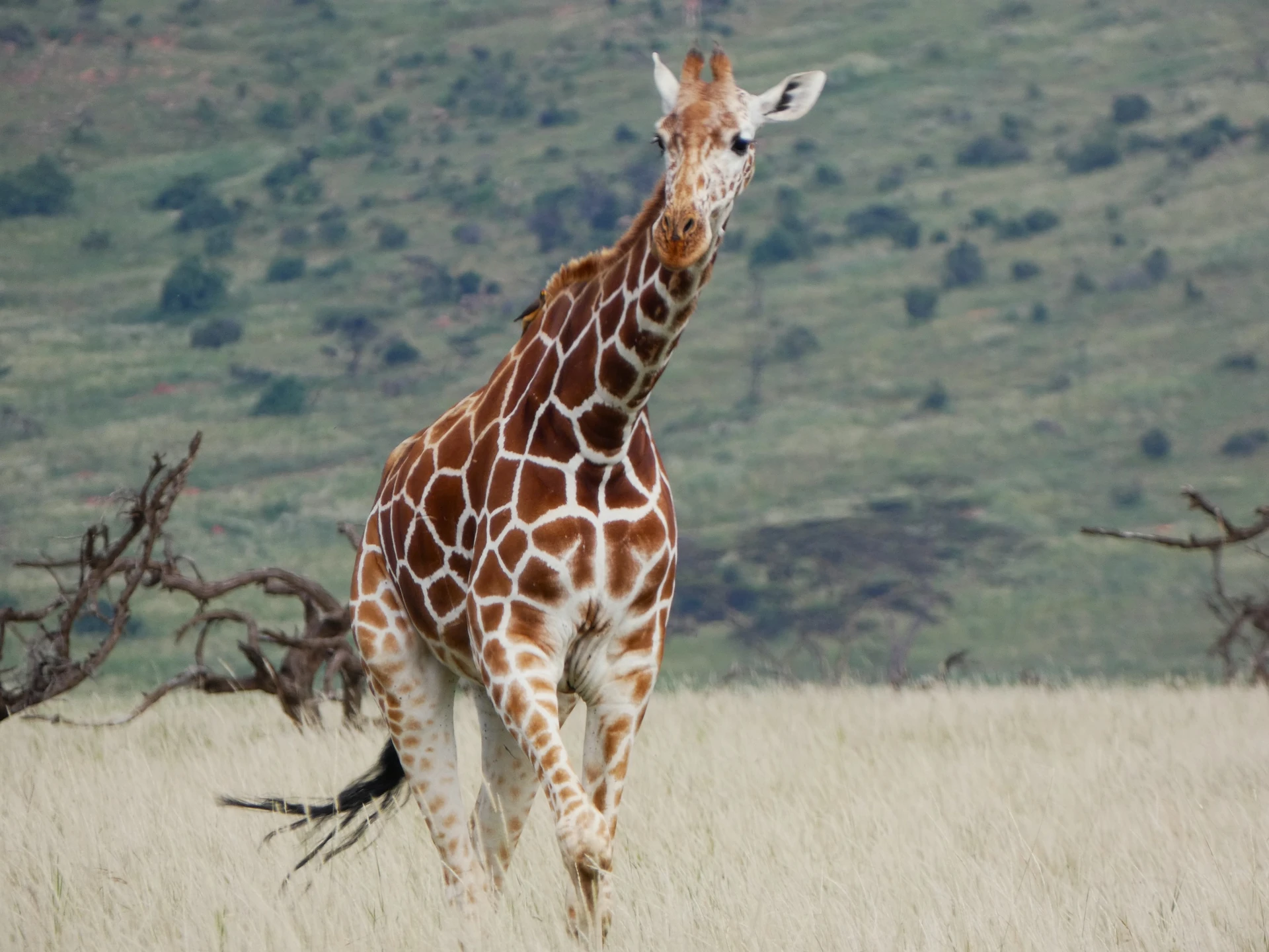 Samburu & Lewa Air Safari