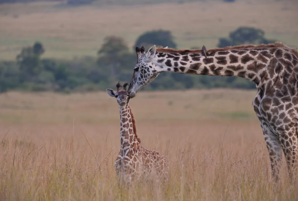 Big Five Fly-In Safari — TWiga na mama