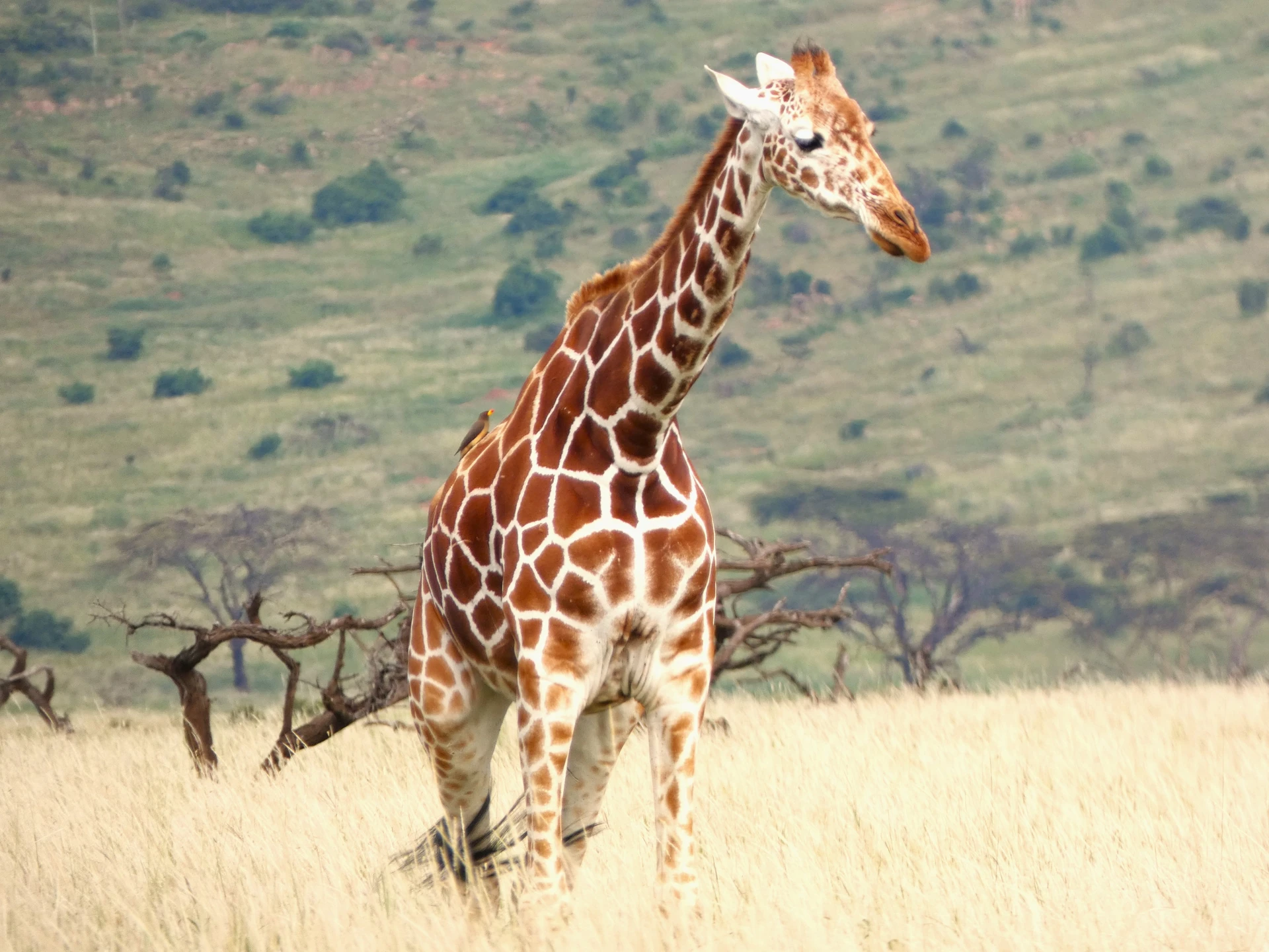 Northern Kenya Flying Experience