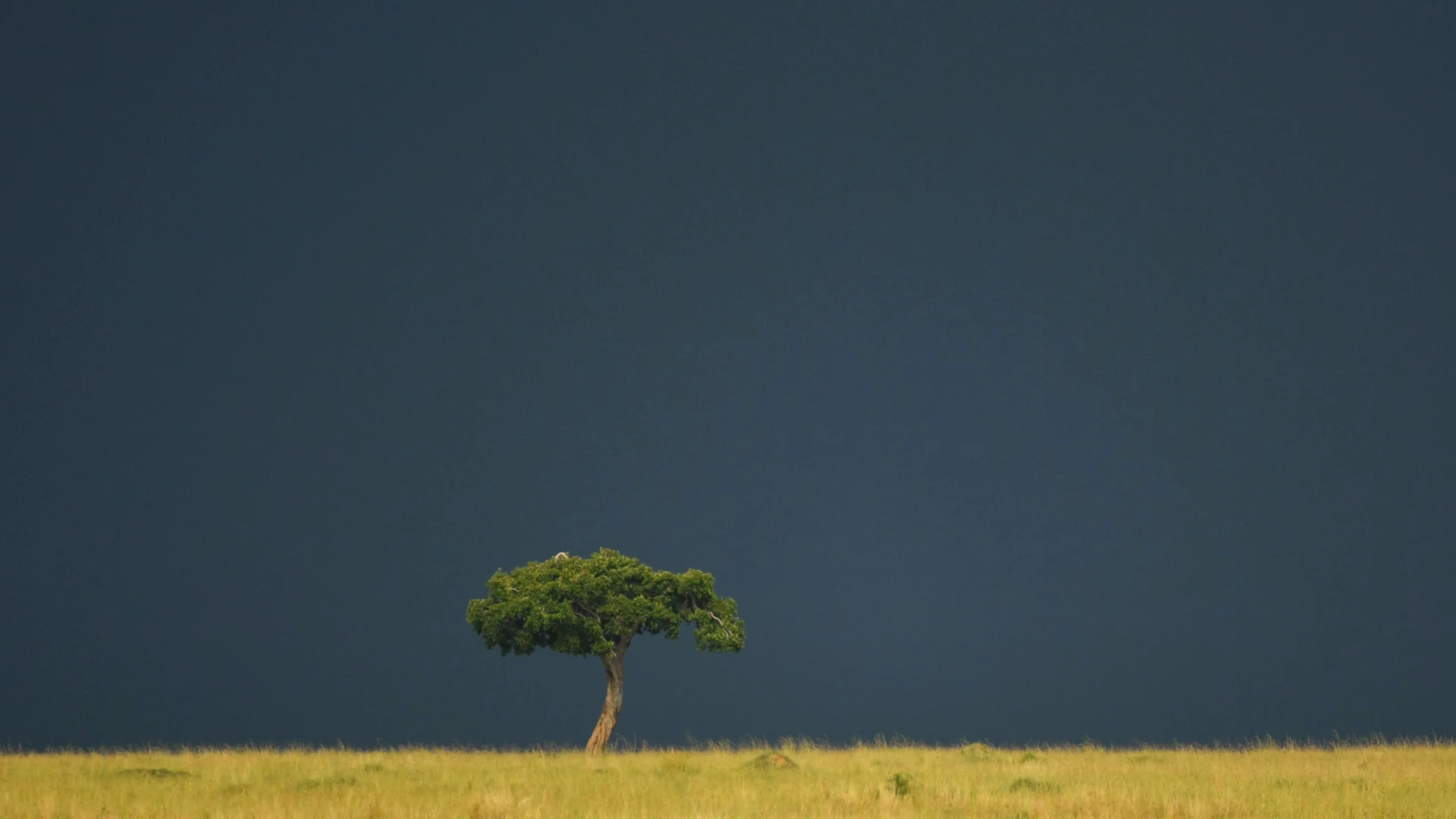 Tsavo Fly-In Escape