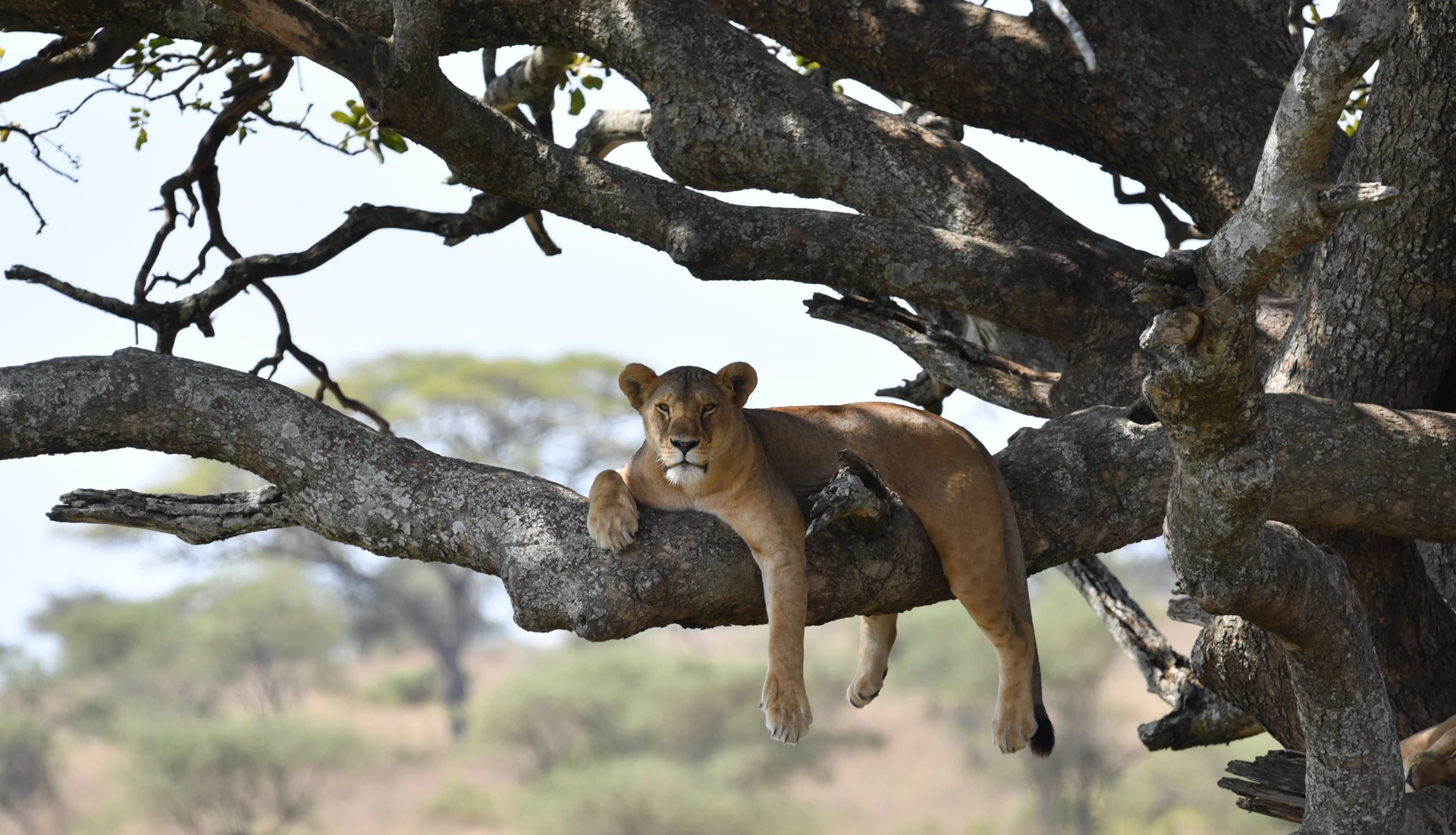 Masai Mara Fly-In Escape