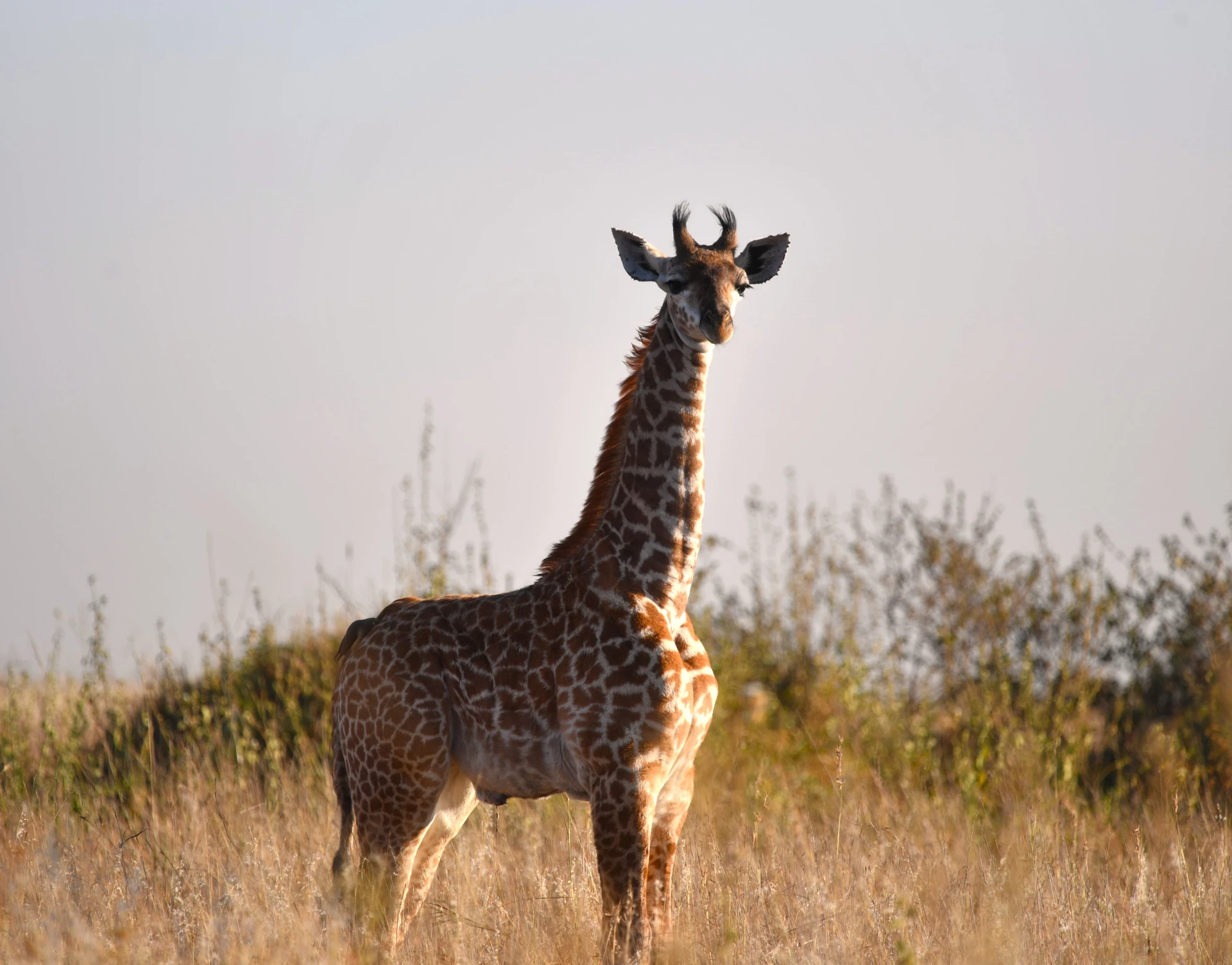 Samburu Northern Safari