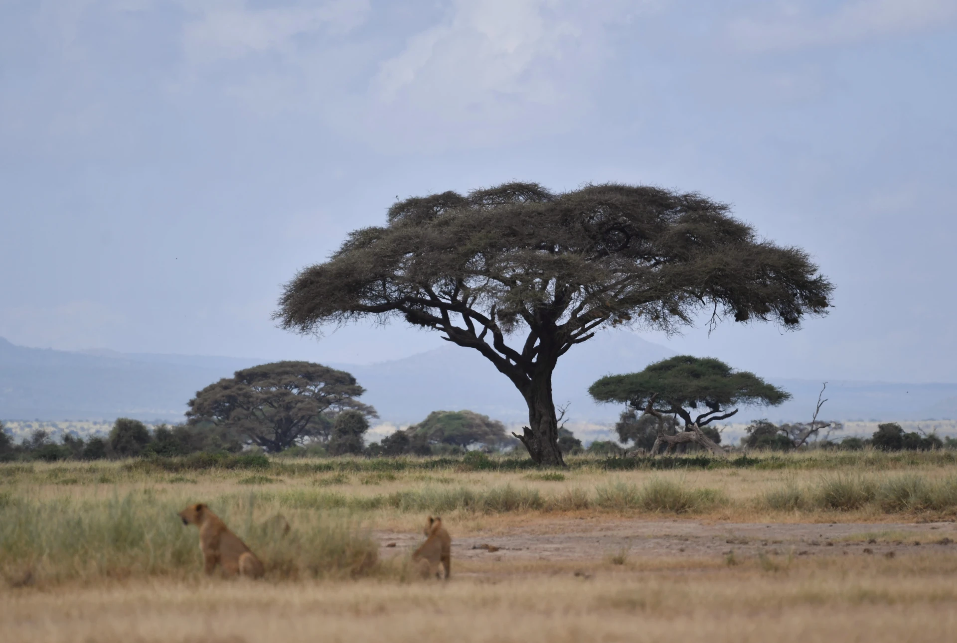 Mara & Conservancy Fly-In