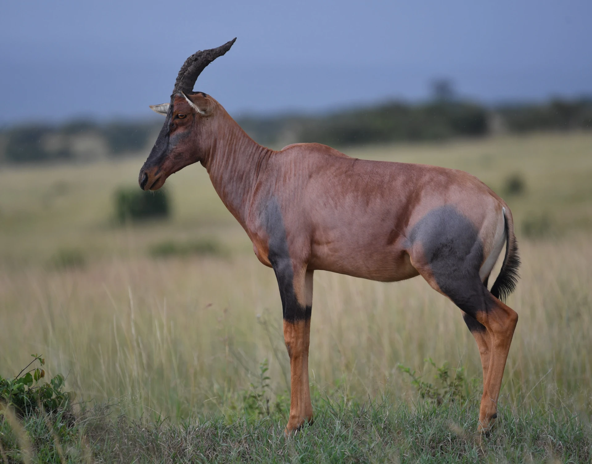 Amboseli Explorer