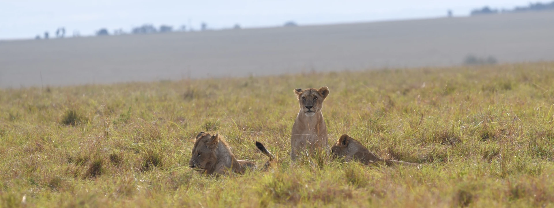 Kenya Premier Air Safari