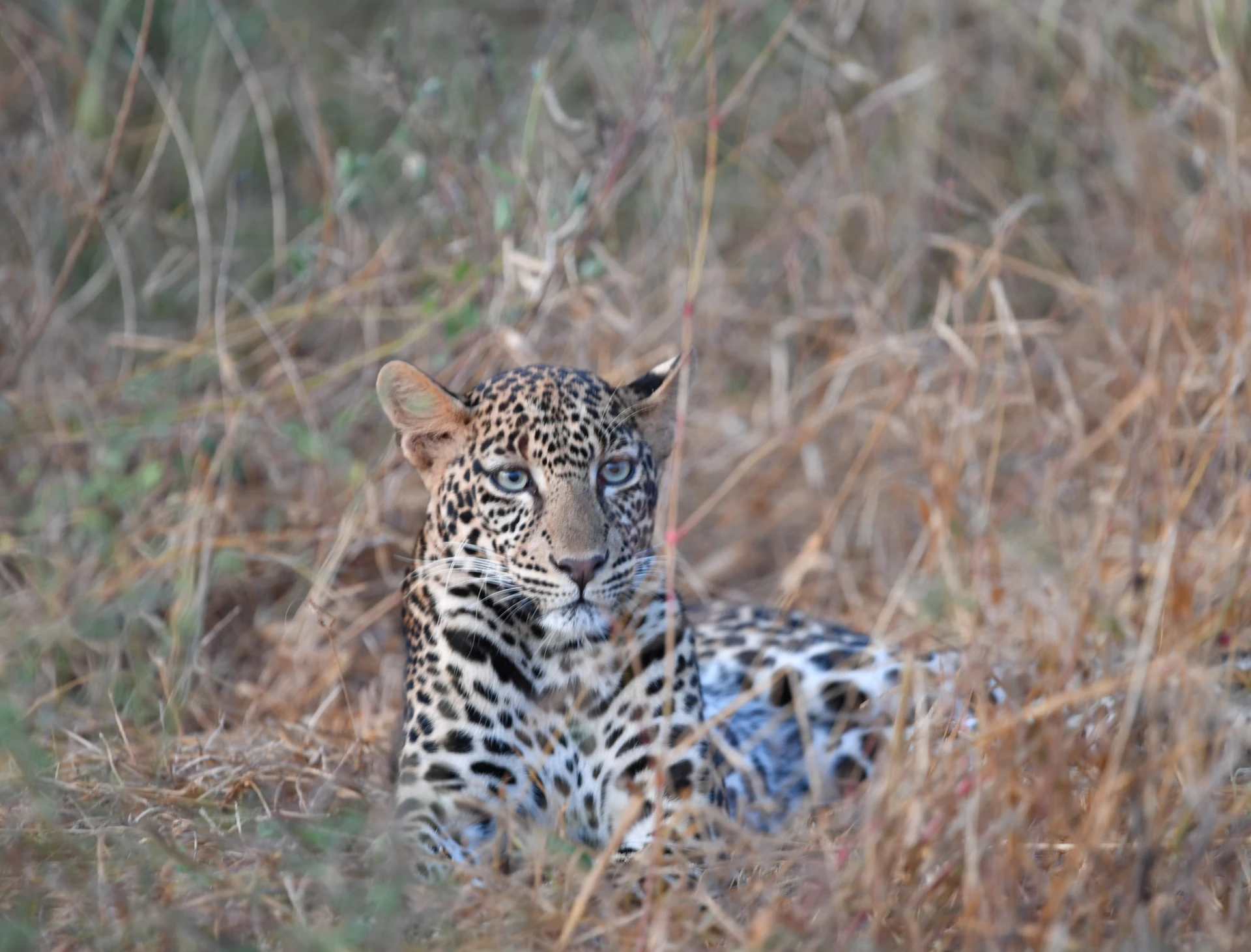 Nairobi Wildlife Encounters