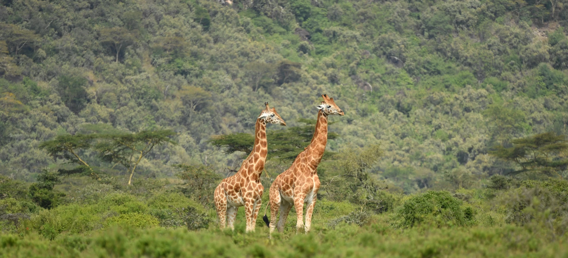 Lake Naivasha Escape