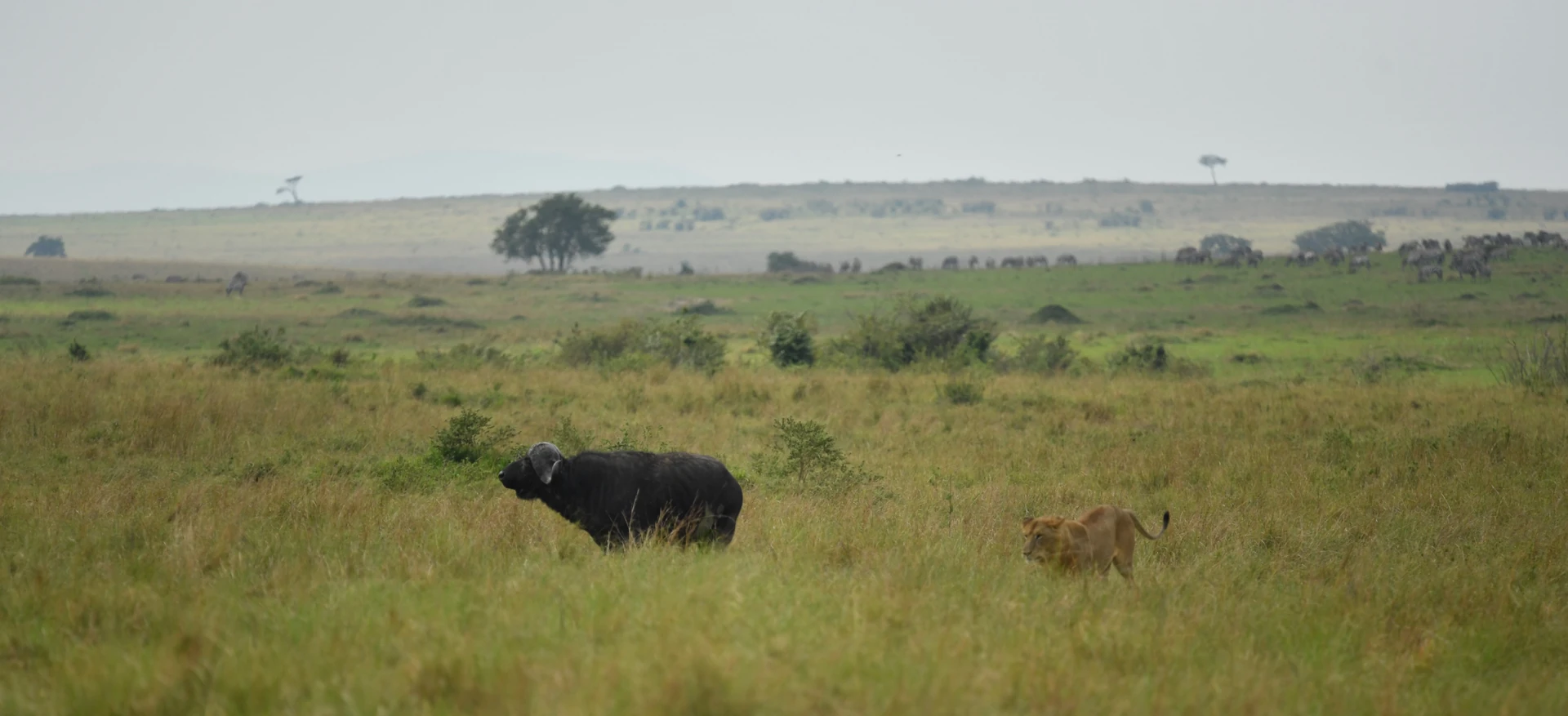 Masai Mara Flying Experience
