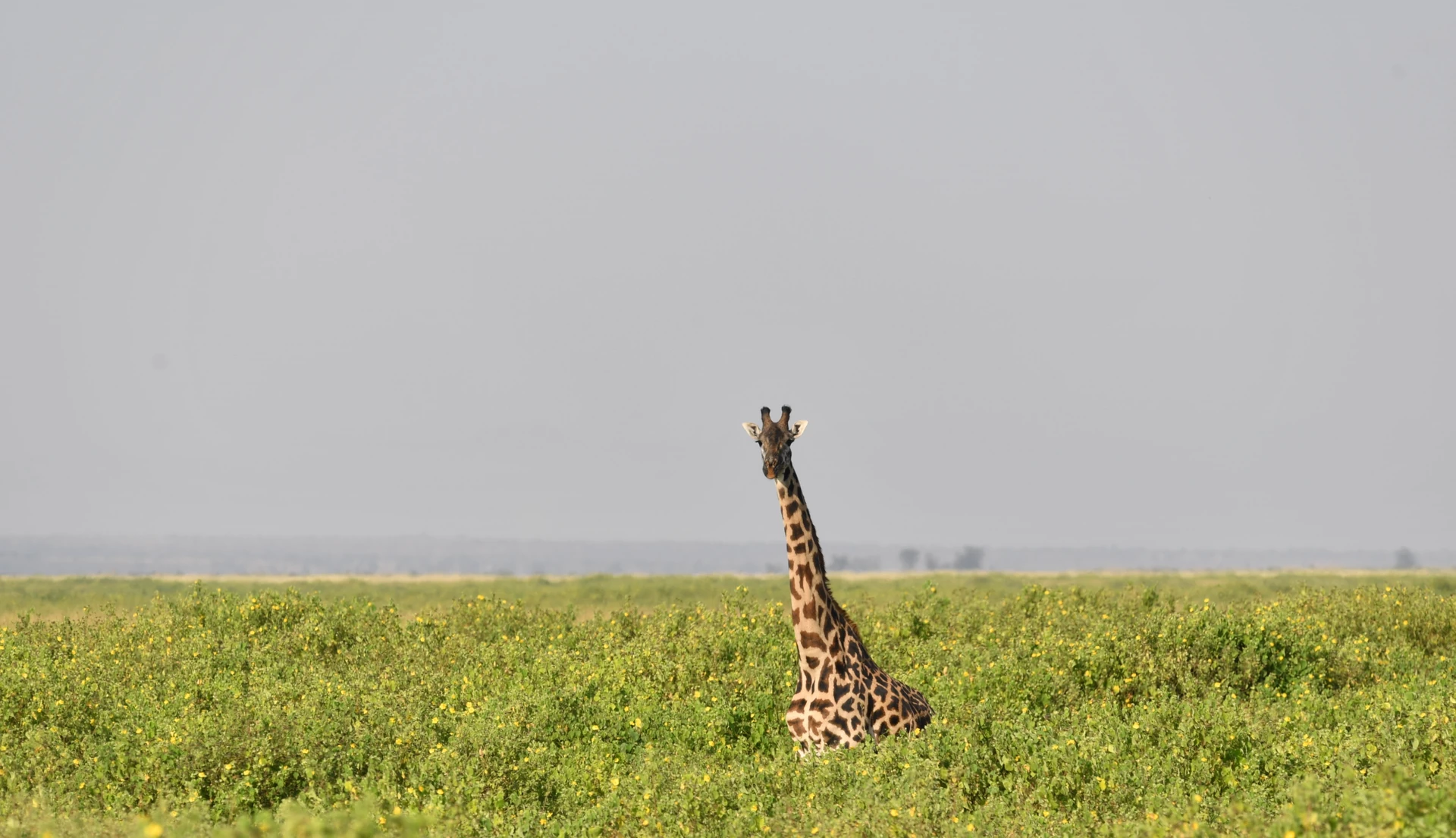 Amboseli Flying Experience