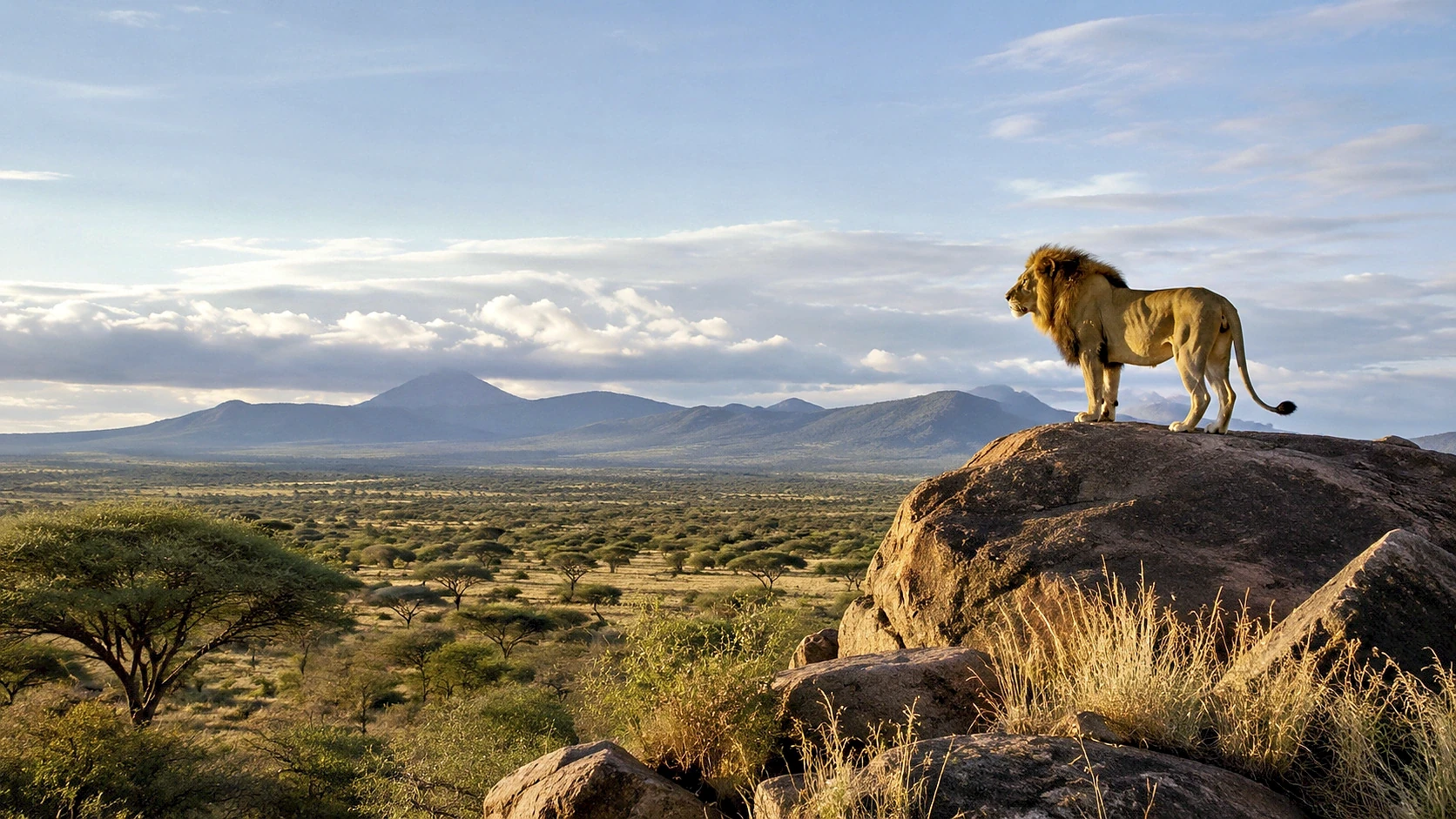 Lewa Conservancy Flying Experience