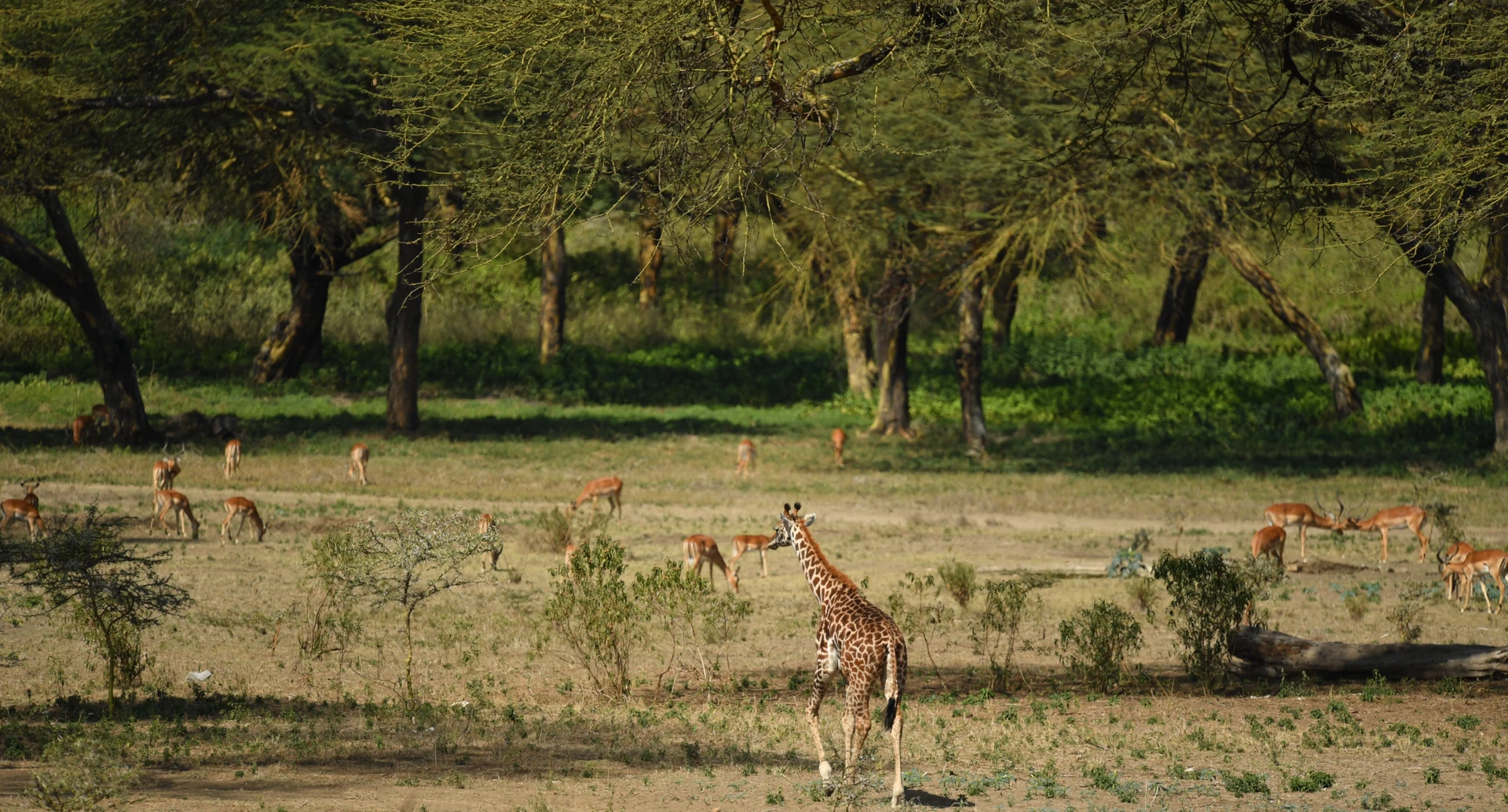 Ndere Island National Park Experience