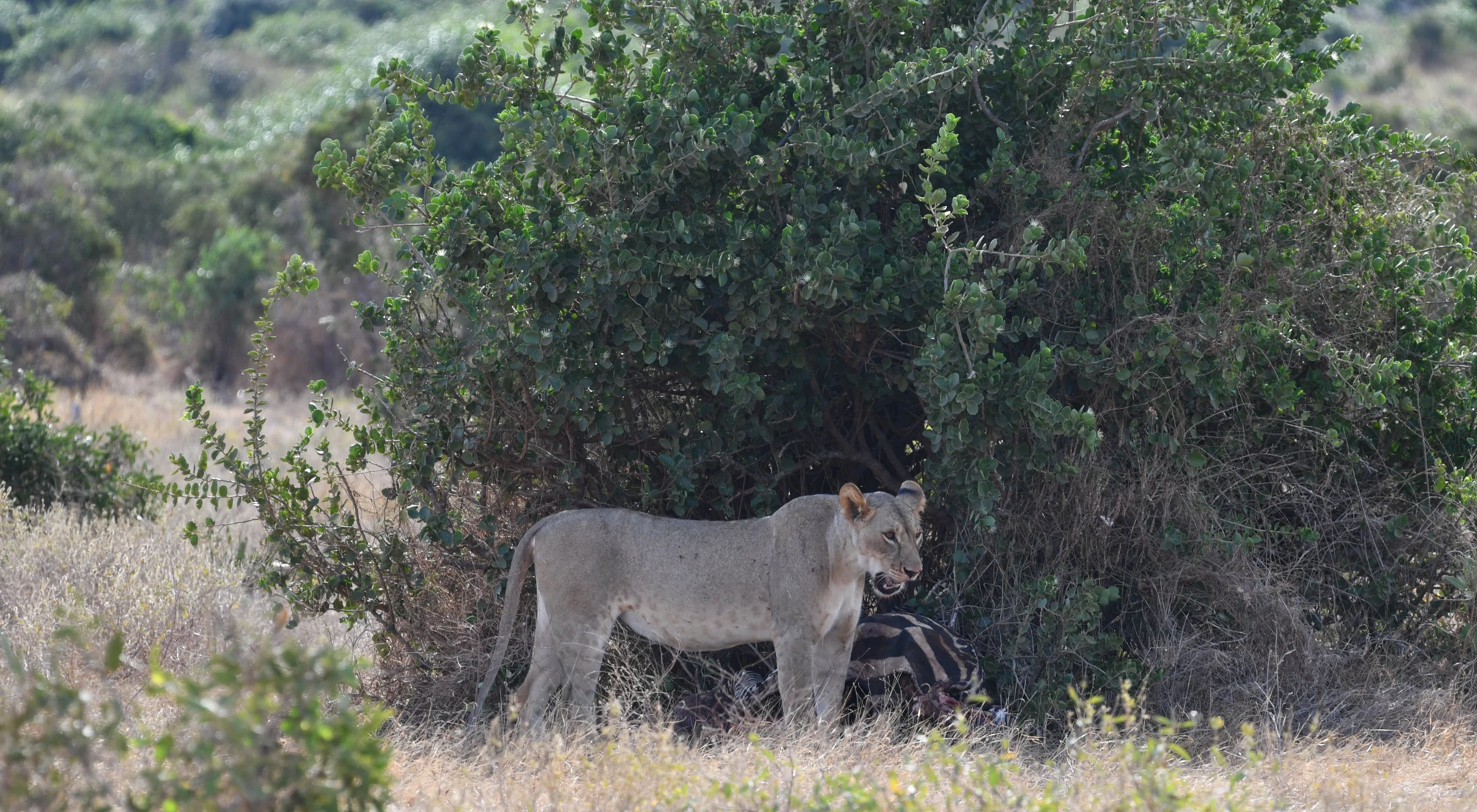 Tsavo Flying Experience ex Mombasa
