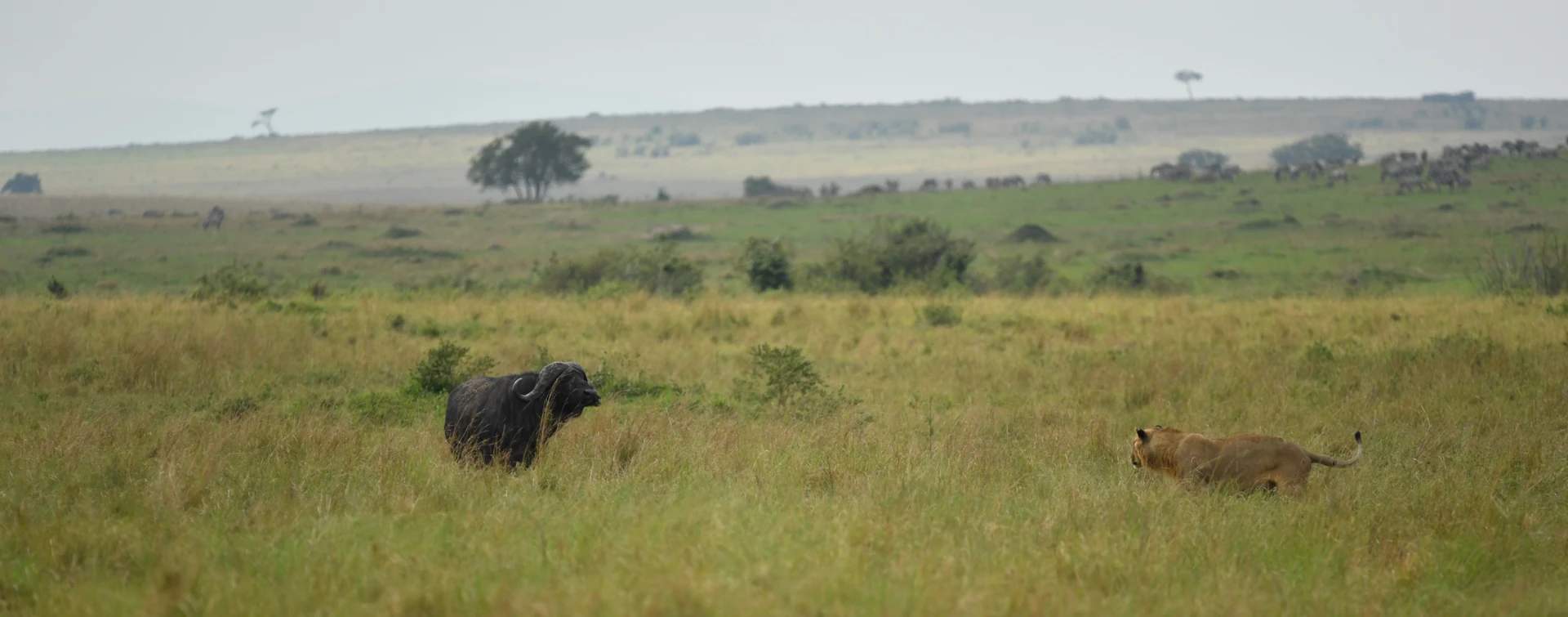 Masai Mara Flying Experience ex Mombasa
