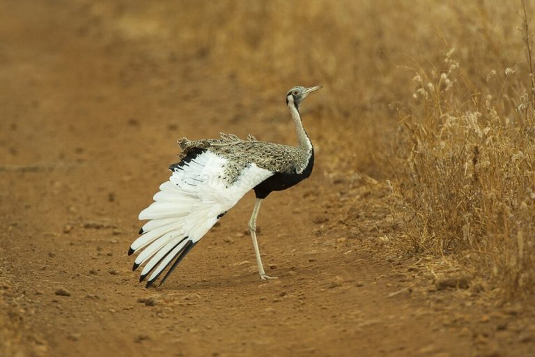 Meru National Park