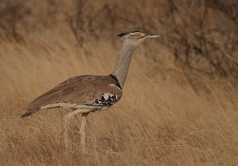 Samburu National Reserve