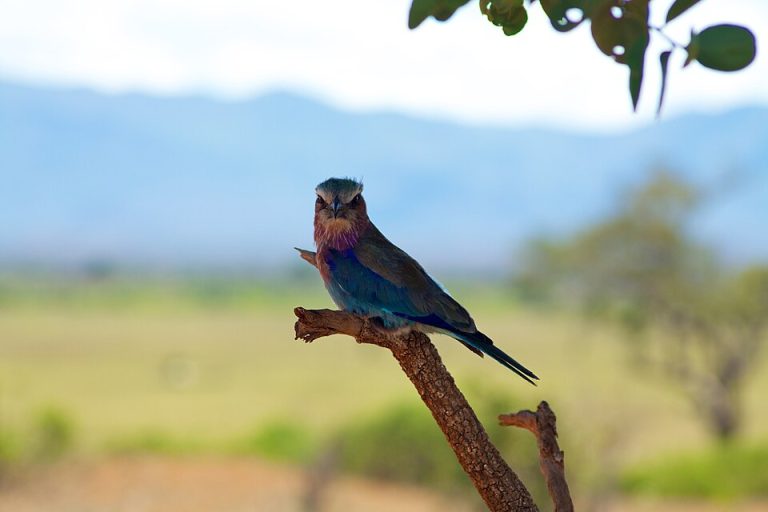 Tsavo East National Park