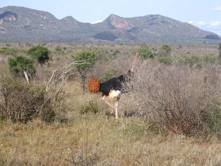 Tsavo West National Park