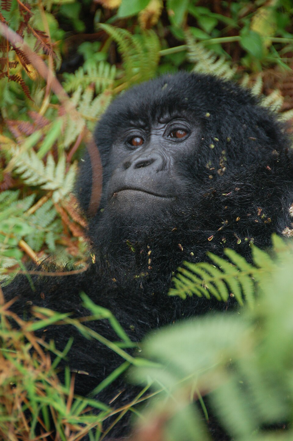 Mgahinga Gorilla National Park