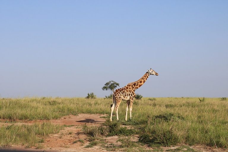 Murchison Falls National Park