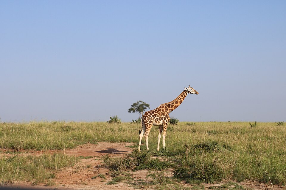 Murchison Falls National Park