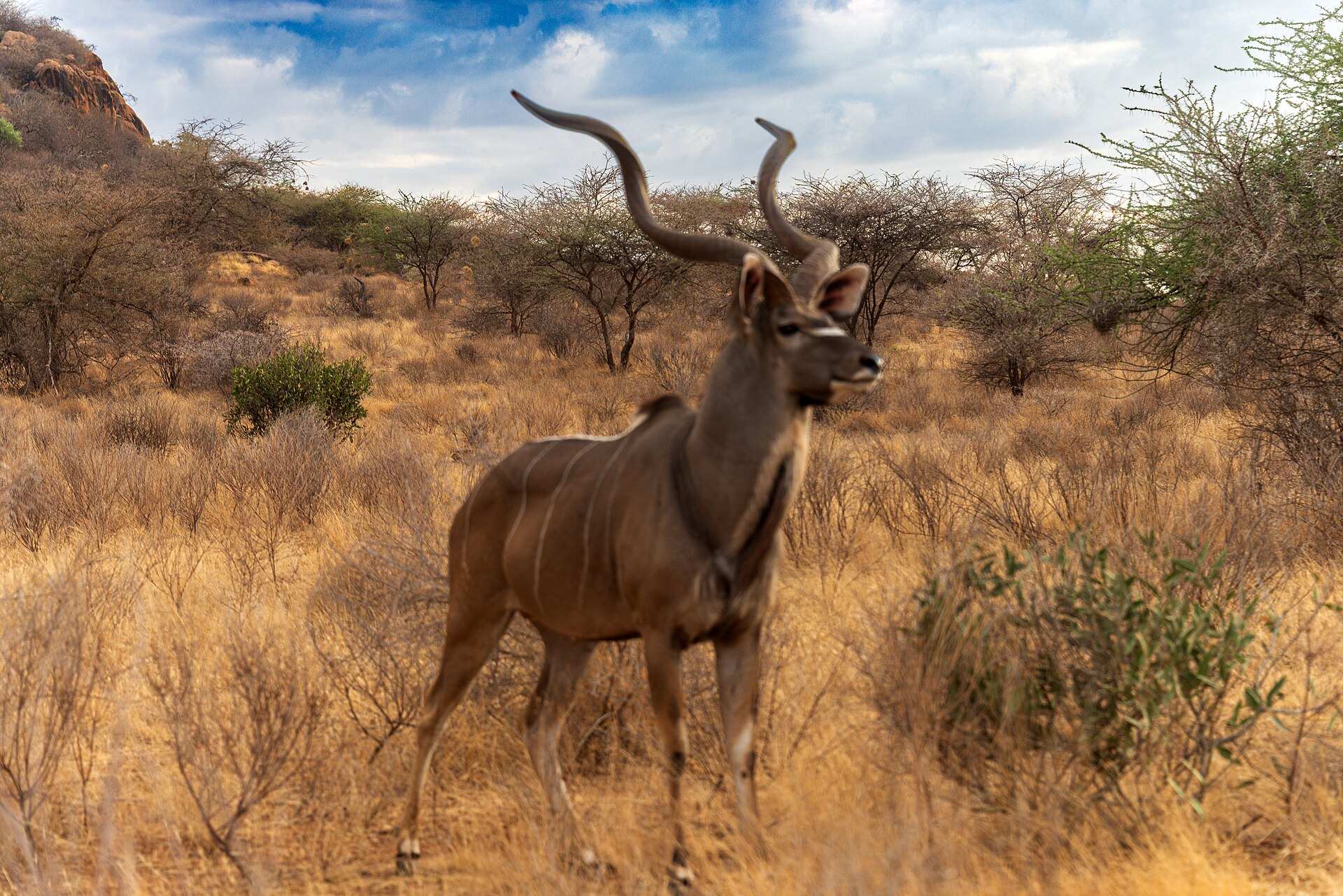The Great Kenya Odyssey