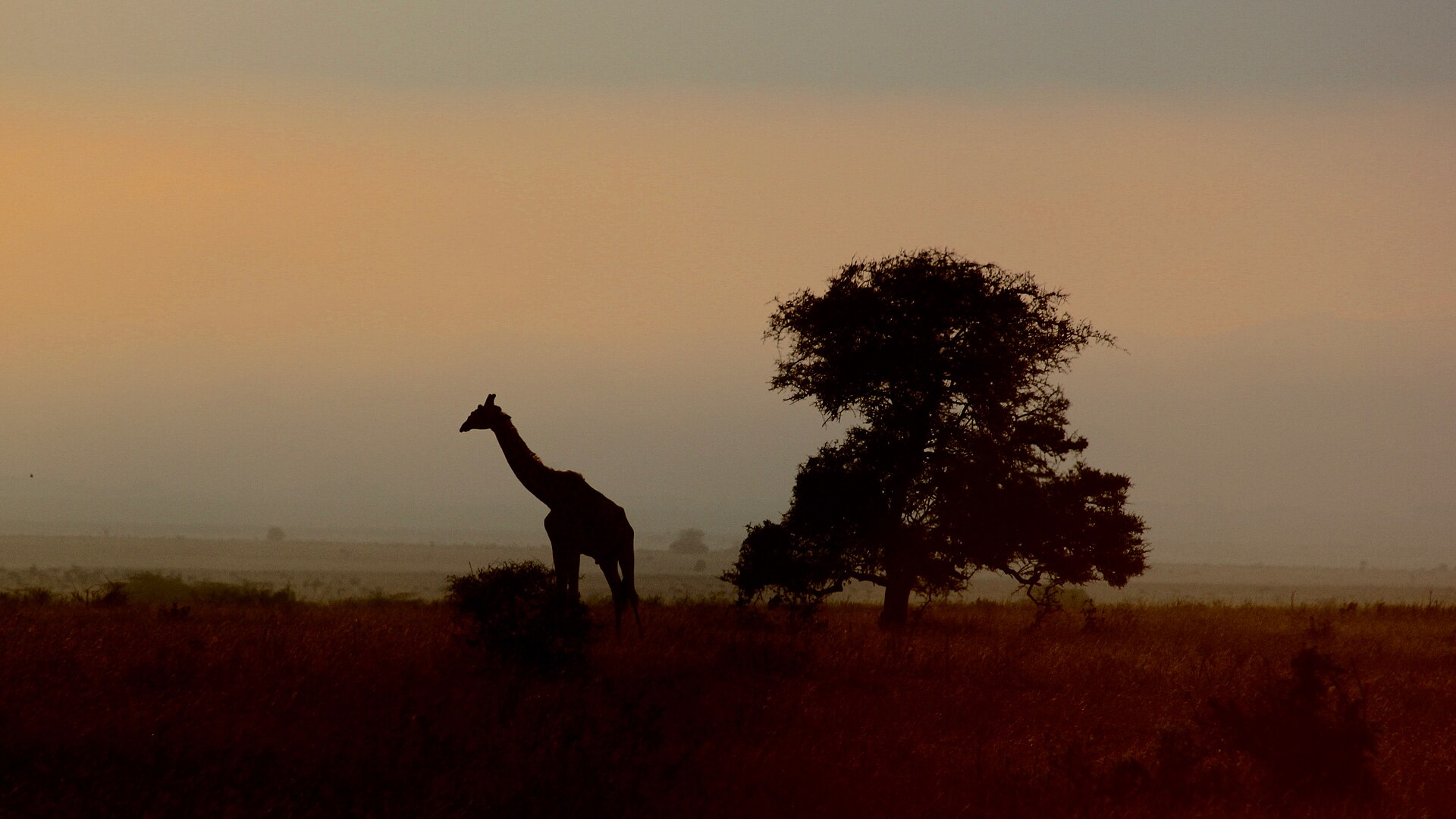Out of Africa & Giraffes
