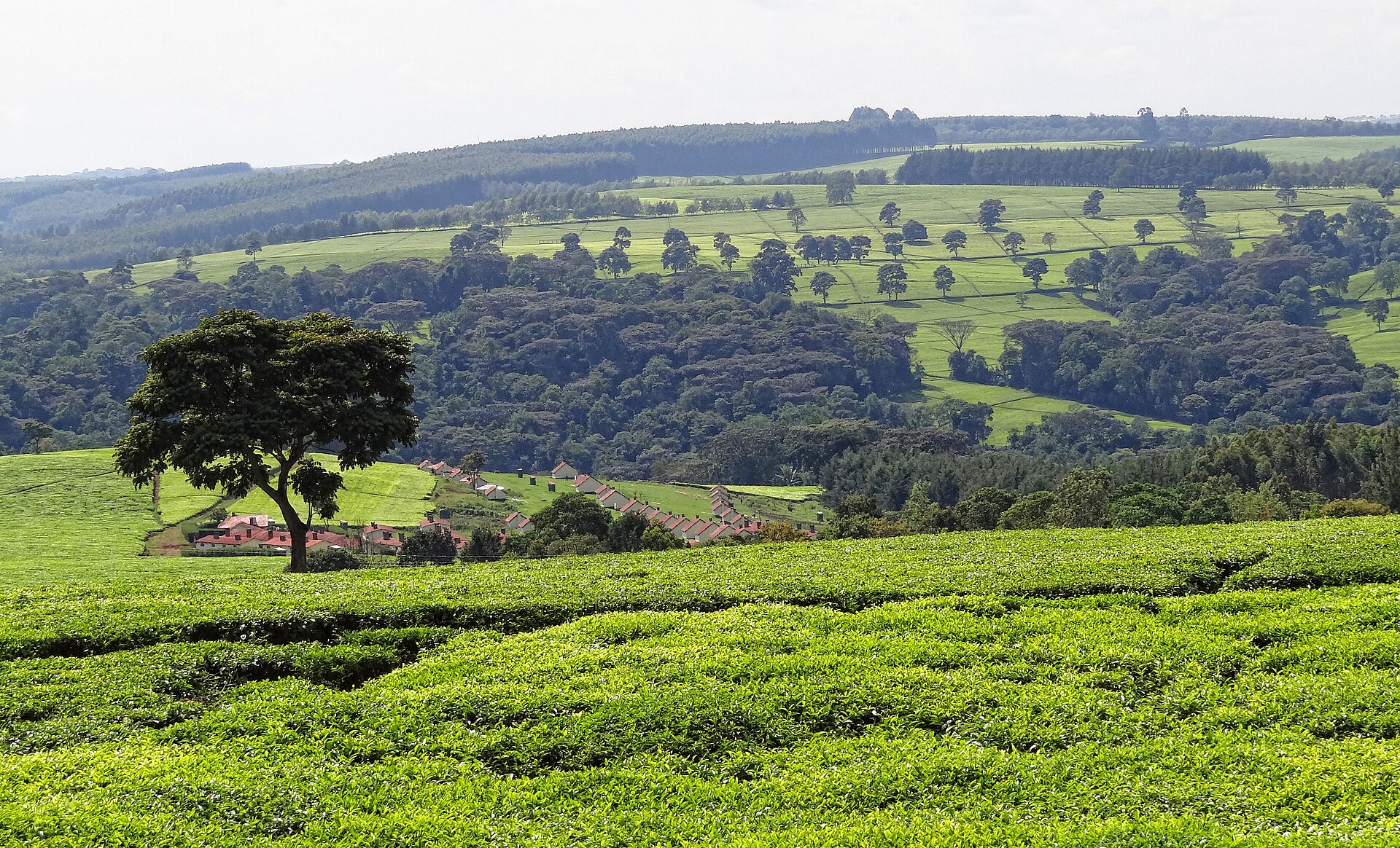 Tea & Waterfalls Experience