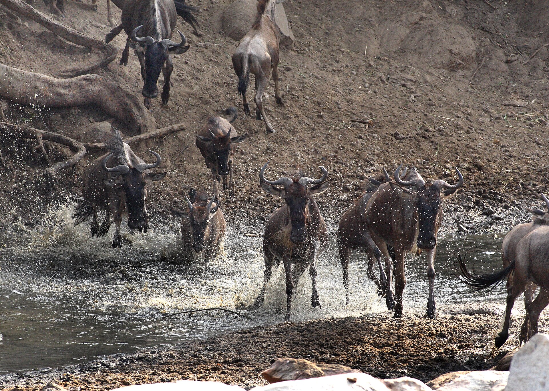 Great Migration Romance