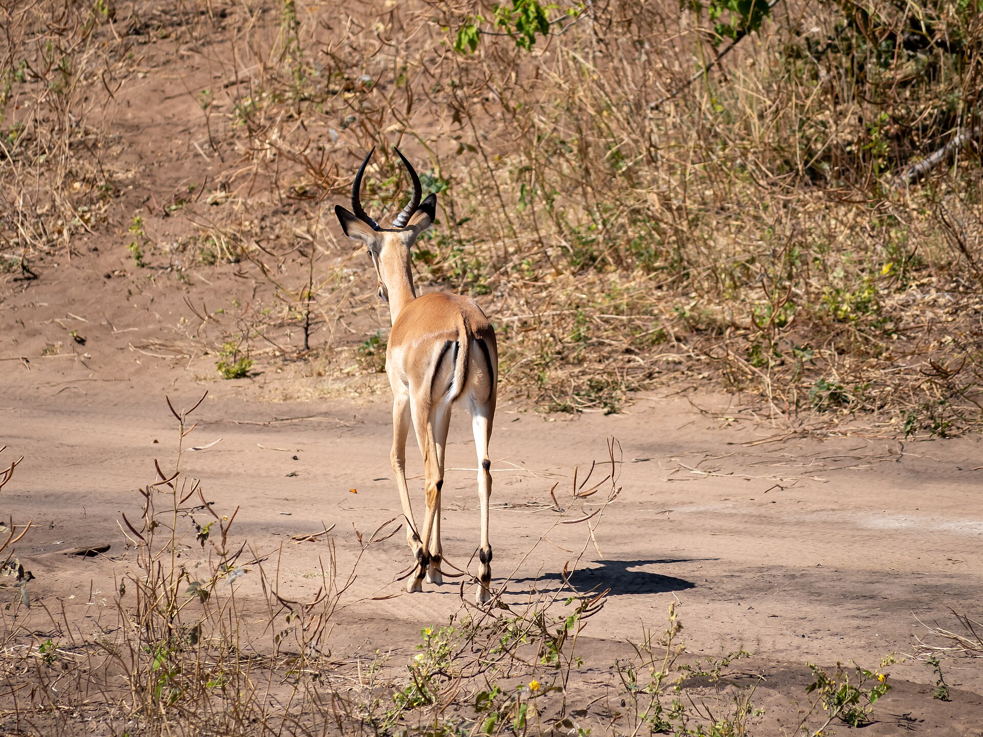 2 Nights — Chobe Safari Escape