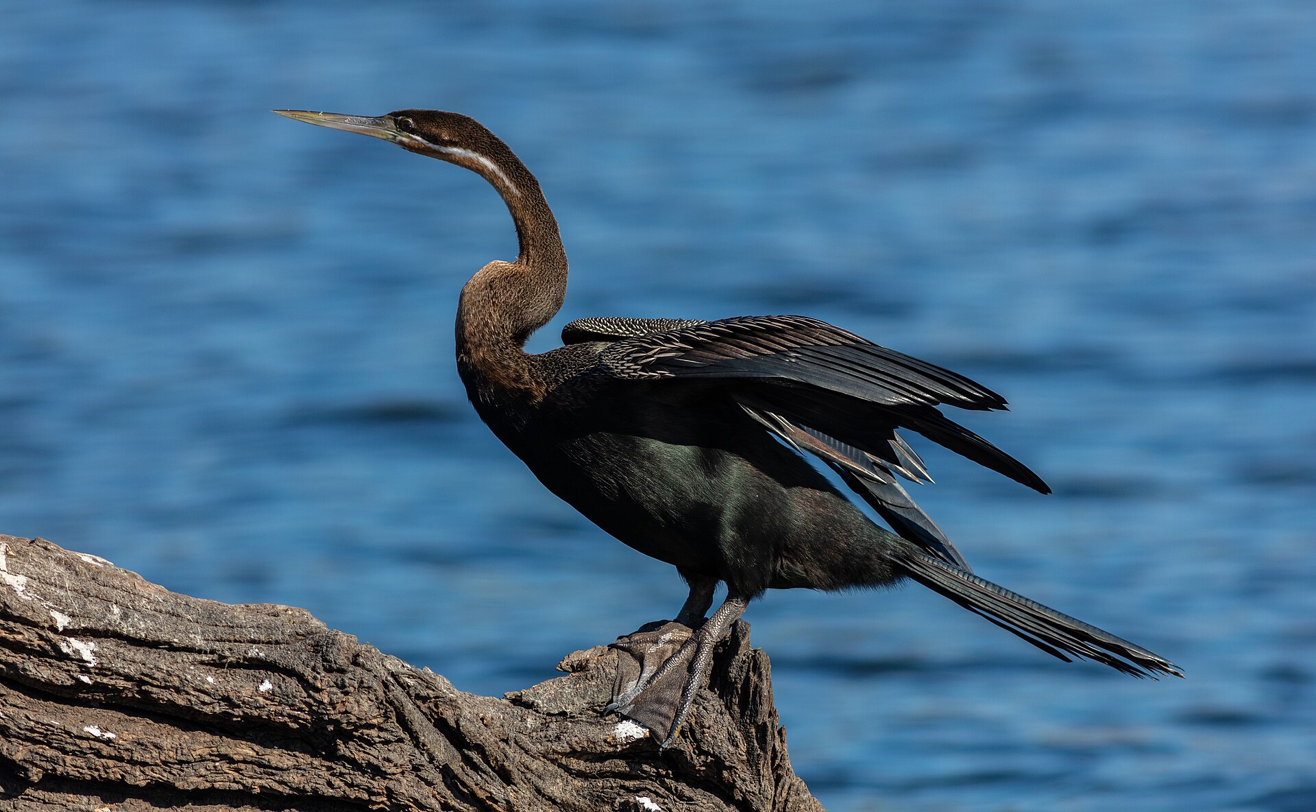 3 Nights — Chobe Wildlife Experience