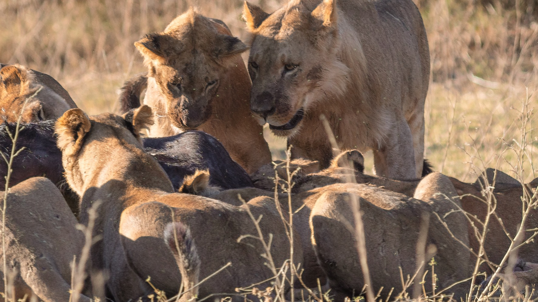 4 Nights — Chobe & Okavango Experience