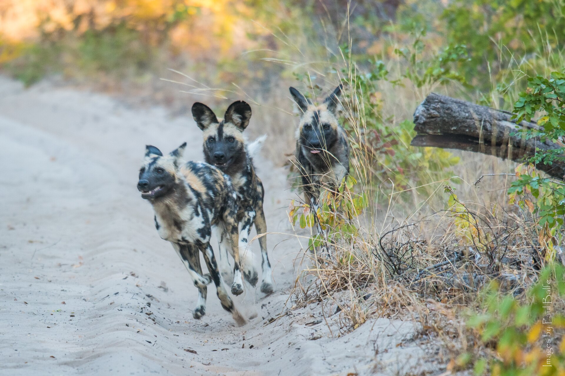 4 Nights — Victoria Falls & Hwange