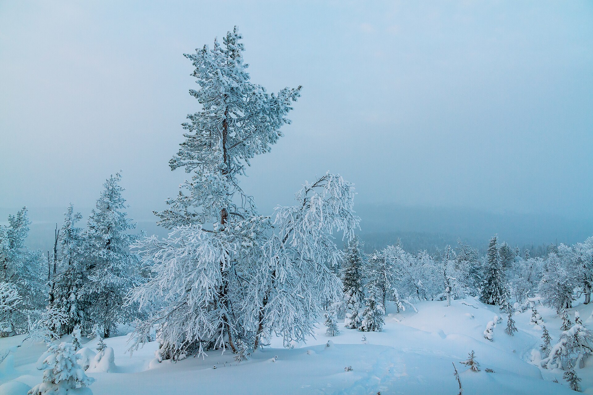 Lapland Christmas Experience