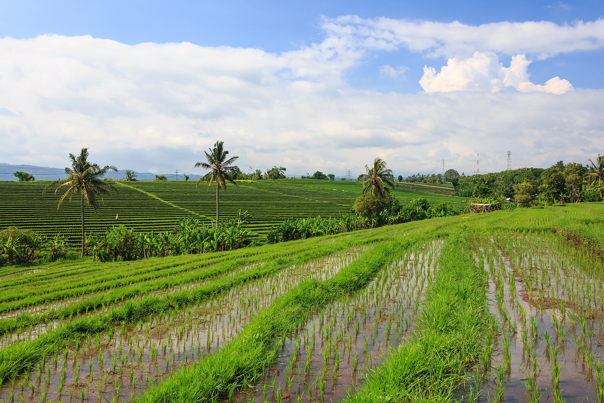 3 Nights — Bali Island Experience